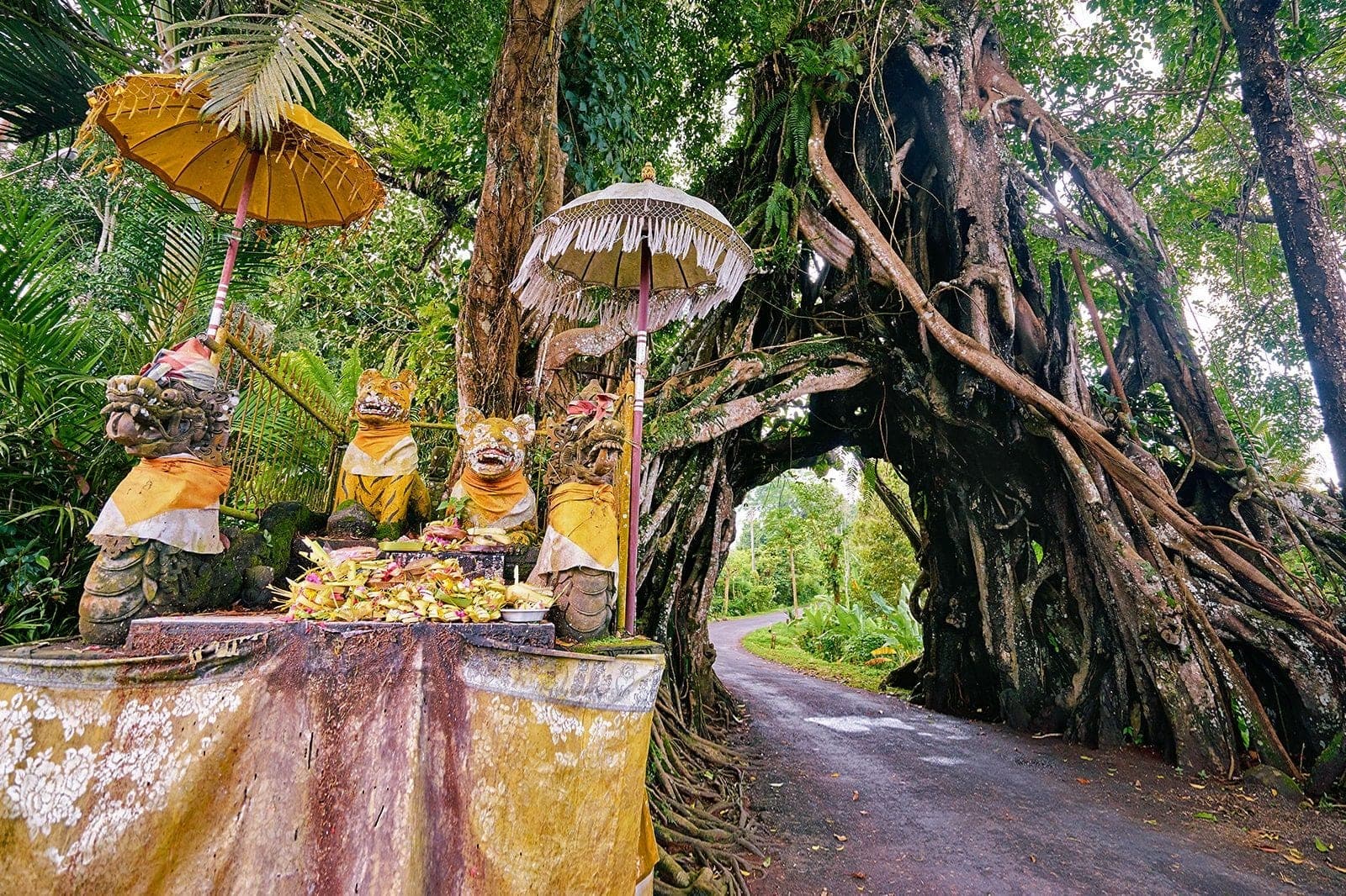 Sacred Banyan Tree Tunnel